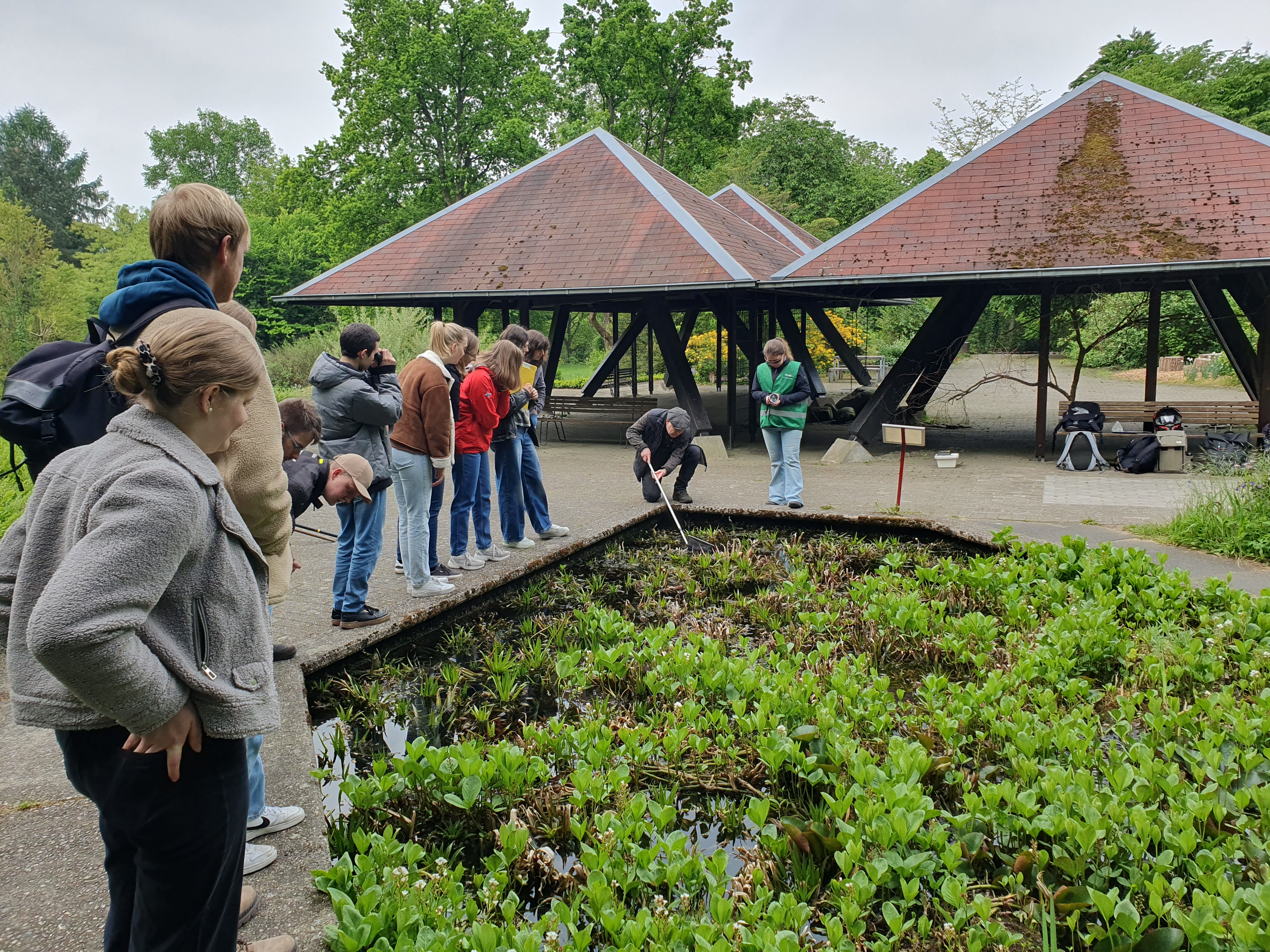 Das Bild zeigt eine Gruppe, die im Teich nach Molchen sucht