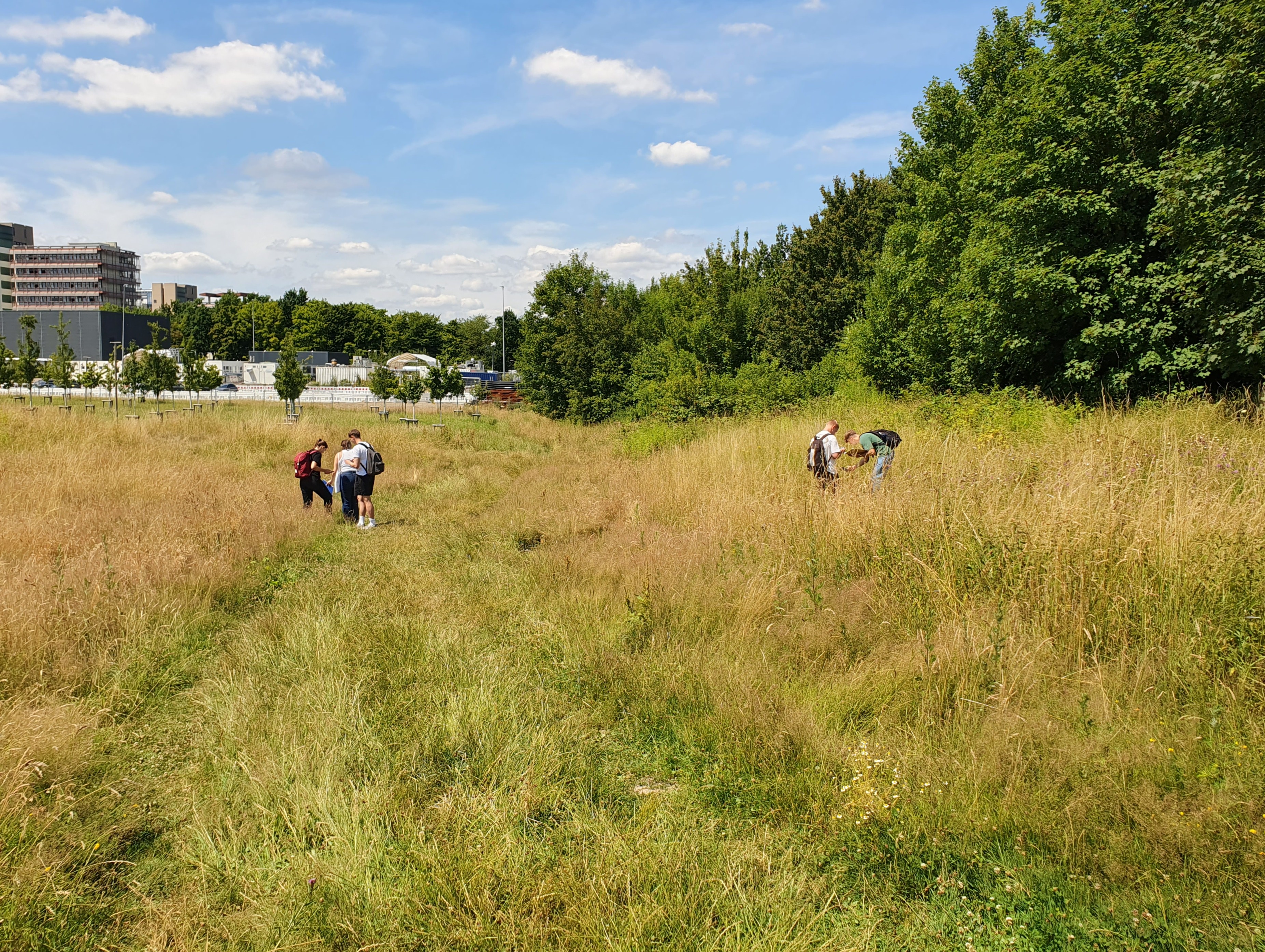 Das Bild zeigt Personen in einer Wiese beim bestimmen von Pflanzen