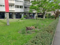 Ein typischer Vorgarten eines Mehrfamilienhauses mit einer kleinen Hecke und einer großen Rasenfläche, die allerdings mit Strukturen zur Förderung der Biodiversität angereichert wurde: Steinhaufen, Stauden und Totholz zur Förderung von Insekten. Gefunden in Zürich, Schweiz