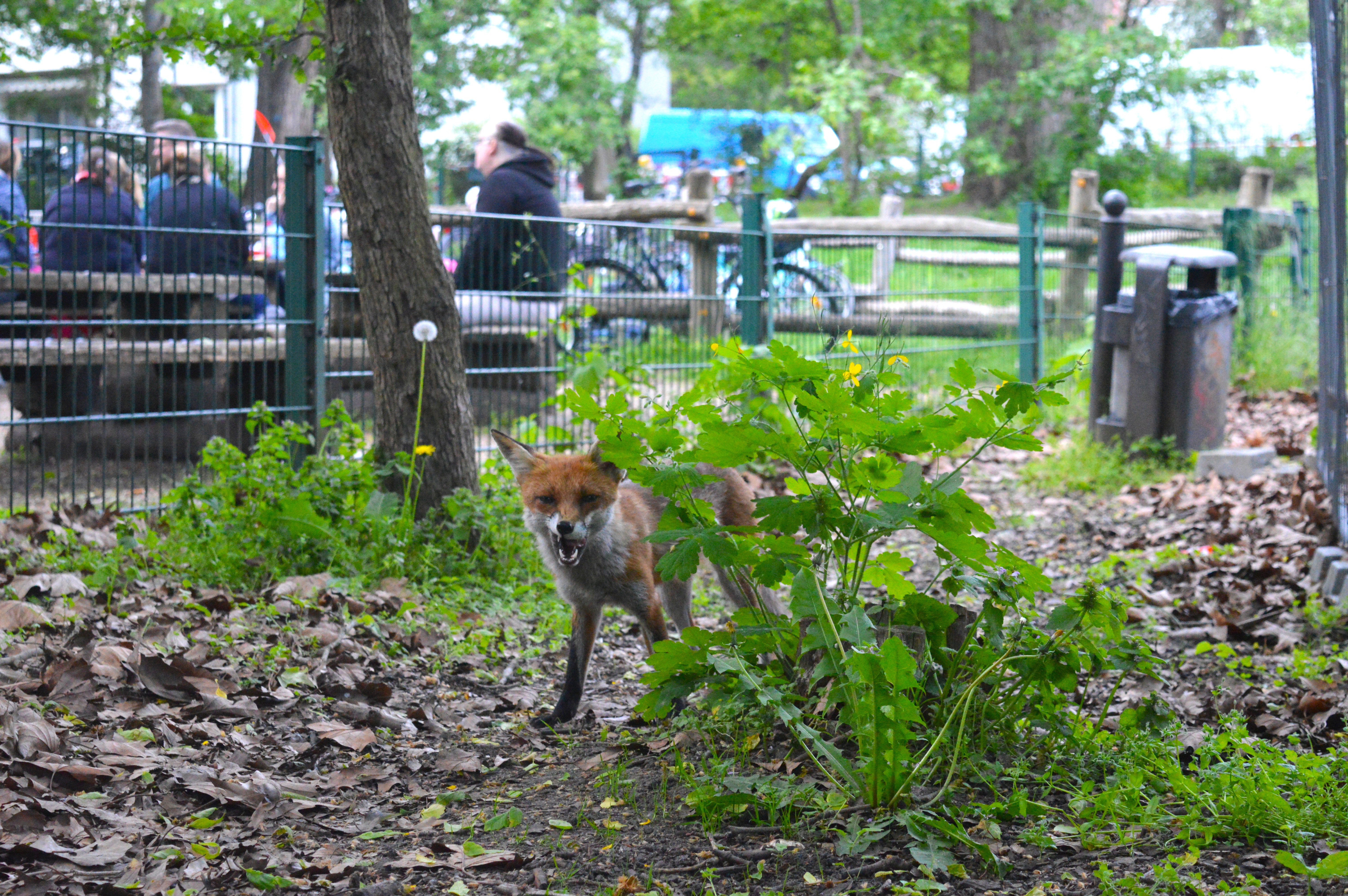 Das Bild zeigt einen Fuchs in Berlin mit einer Gruppe Menschen im Hintergrund.
