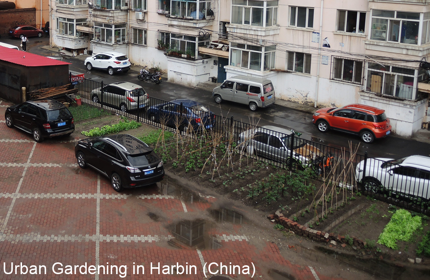 Urban Gardening in Harbin, China