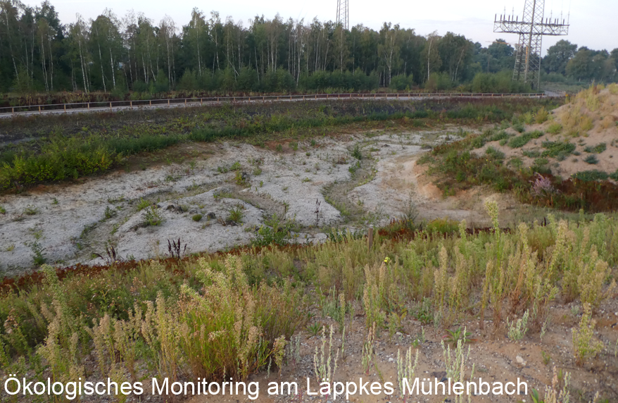 Ökologisches Monitoring am Läppkes Mühlenbach